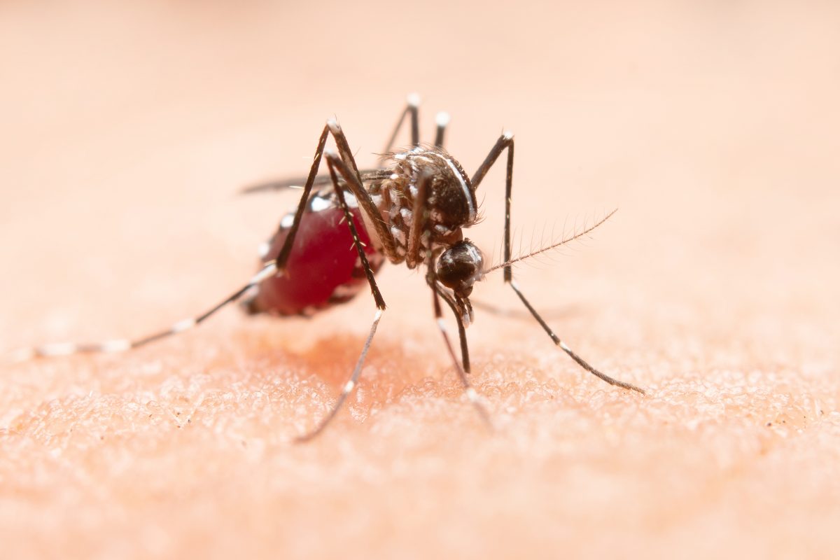 Cómo eliminar plagas de mosquitos de forma efectiva - Conlima