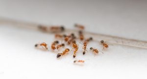 Eliminar hormigas de casa