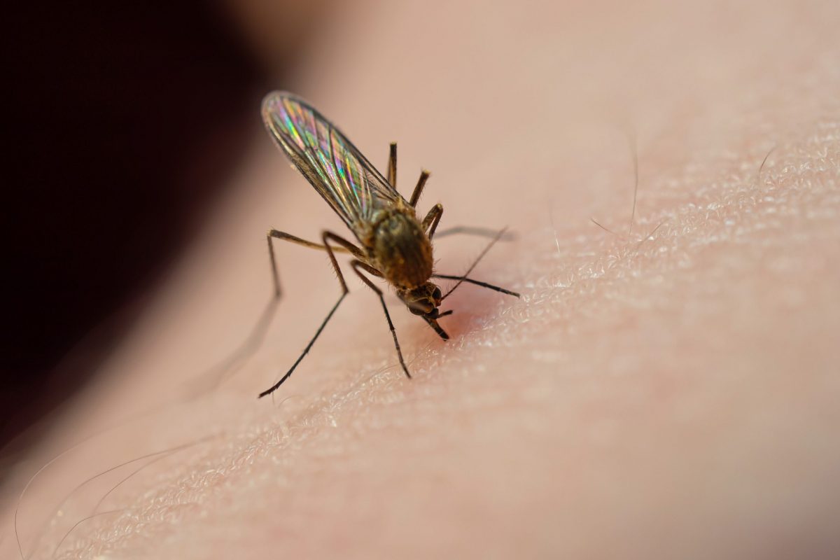Cómo controlar las plagas de mosquitos en casa en este 2020 - Conlima
