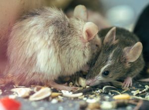 Cómo evitar que los ratones invadan tu casa