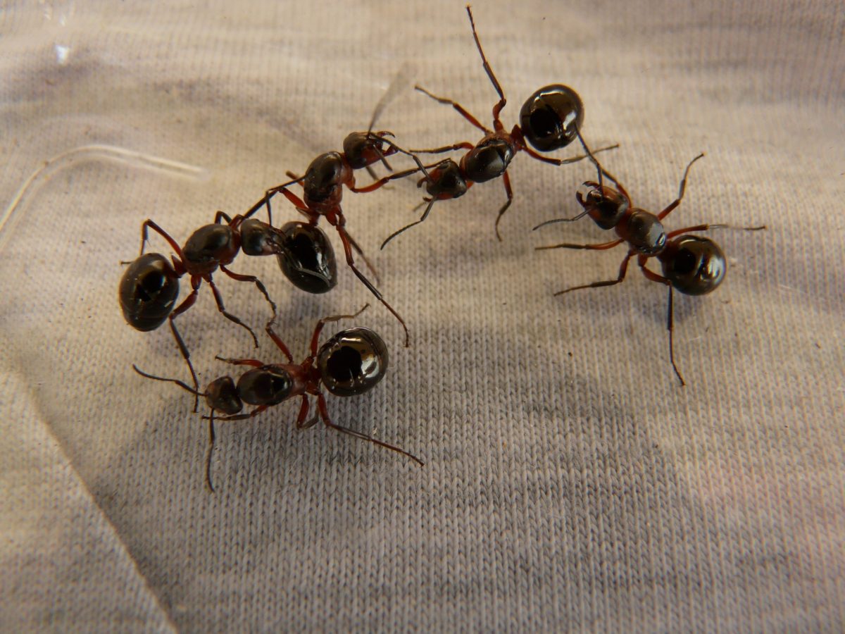 Soluciones contra plagas de hormigas que te dejarán impresionado - Conlima