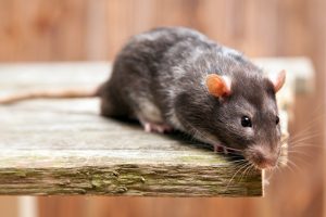 Cómo combatir una plaga de ratas