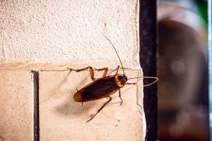 Tratamiento para combatir la infestación de cucarachas en locales