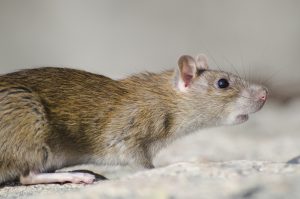 eliminar plagas de ratas urgente en sevilla