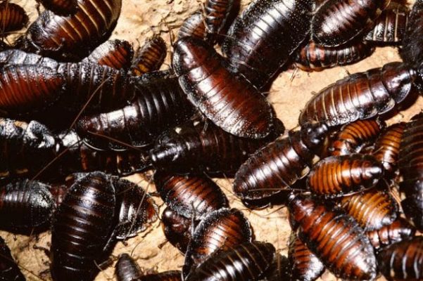 Consejos para evitar plagas en nuestro hogar durante el verano - Conlima Consejos para evitar plagas en nuestro hogar durante el verano - Conlima