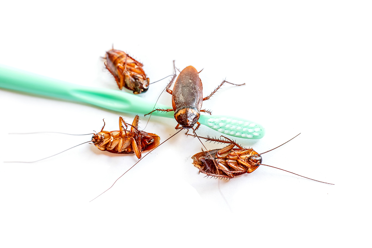 Acabar con las plagas de cucarachas