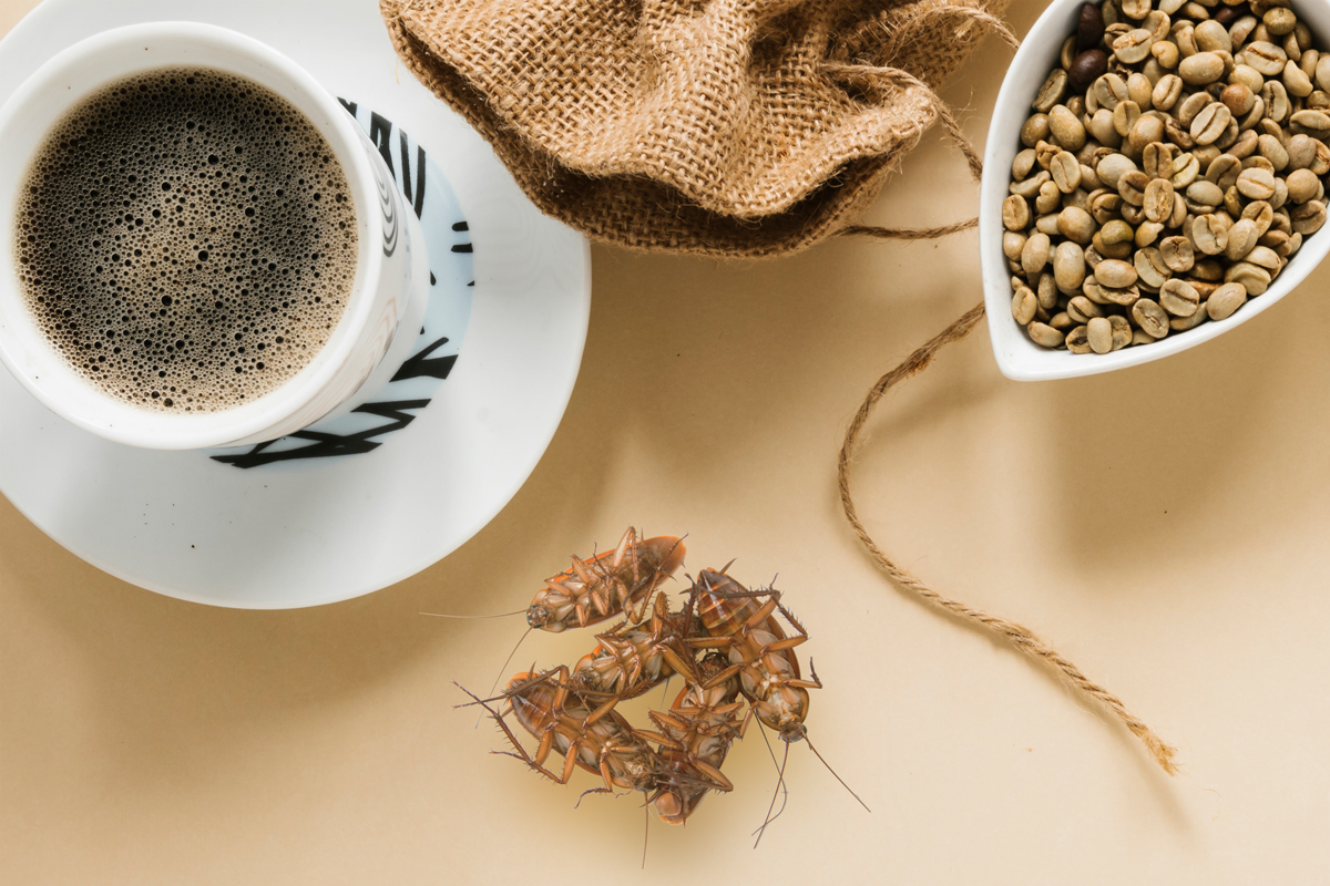 Desinsectación de cucarachas para locales