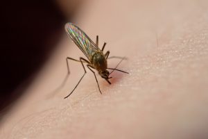 Cómo controlar las plagas de mosquitos en casa - Conlima