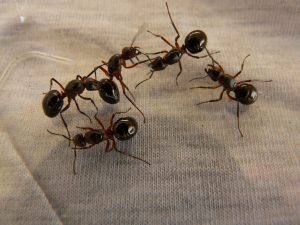 Soluciones contra plagas de hormigas - Conlima