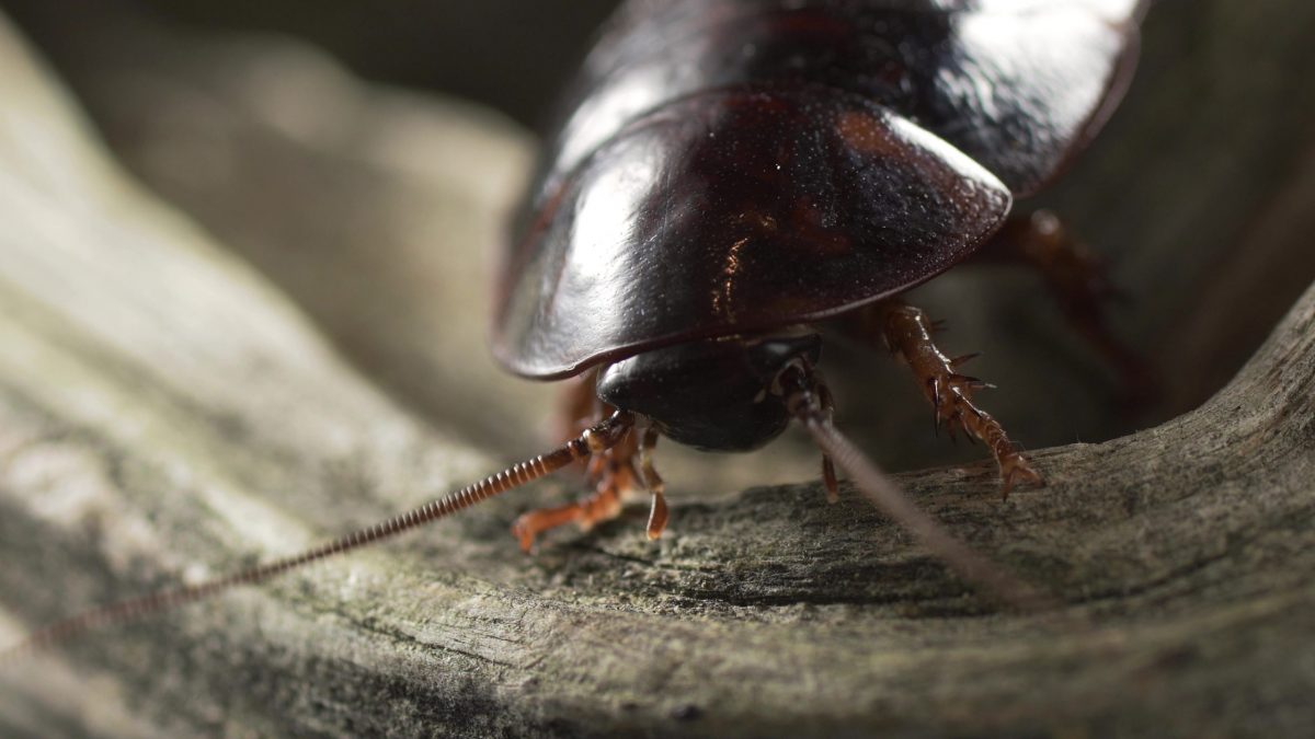 Por qué se produce una plaga de cucarachas en primavera - Conlima